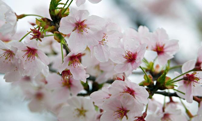 樱花的美与象征意义（探寻日本樱花文化的深层内涵）