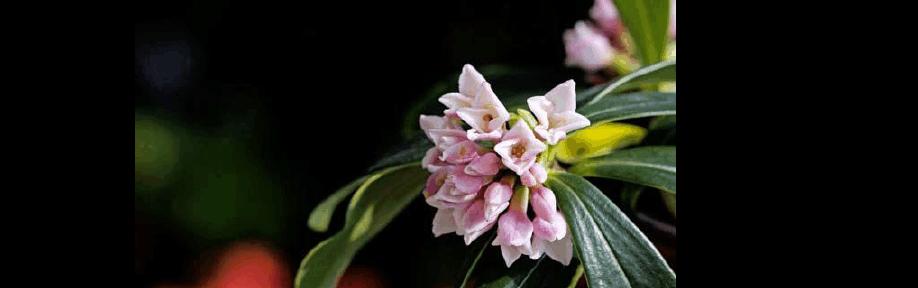 以瑞香花的花语（传递美好的寓意）