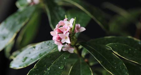 瑞香花花语的意义与传承（传递情感与美丽的瑞香花语）