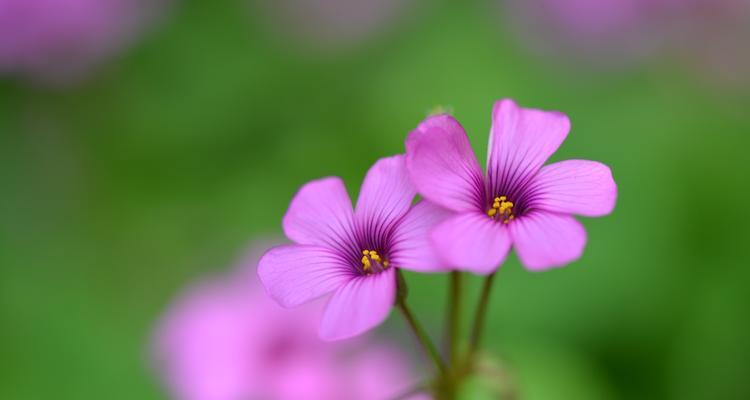 草花语（探寻草花语的意义和传承）