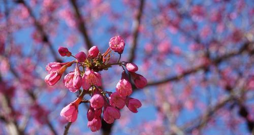 樱花盛放，花语解读（探秘山樱花和西洋樱花的花语之谜）