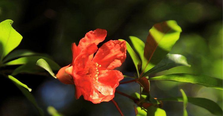 石榴花的花语与寓意——红色的幸福之花（赏读石榴花，感受幸福的力量）