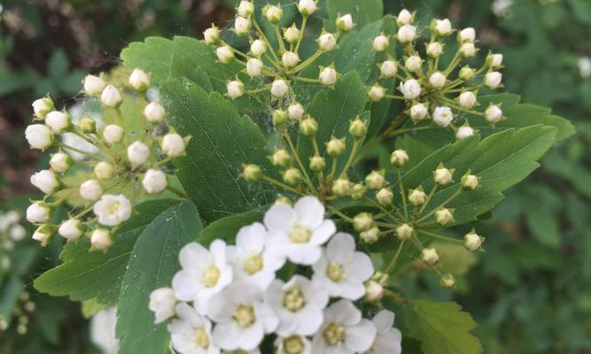 石楠花的花语——爱与坚韧的象征（探寻石楠花背后的深意）