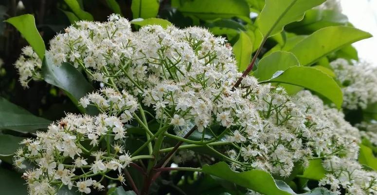 石楠花（石楠花的花语和特点）