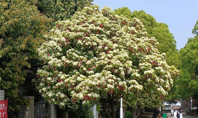 石楠花（石楠花的花语和特点）