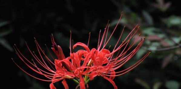 石蒜花（石蒜花的寓意与象征意义，带给我们的启示）