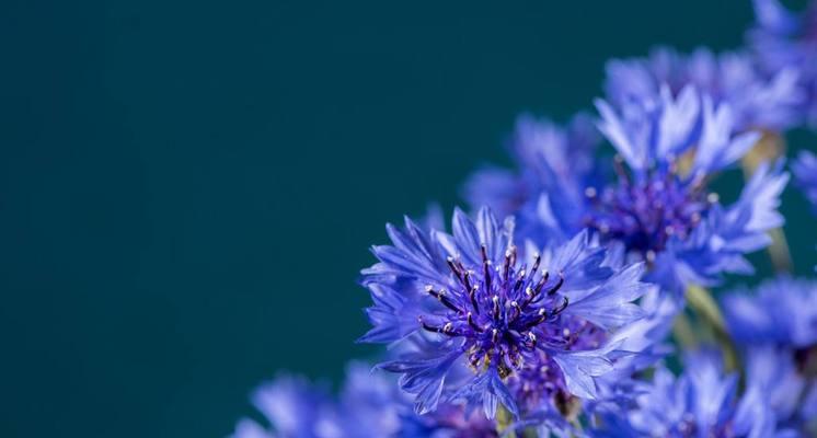 矢车菊花语与美丽情感（深入解读矢车菊的花语以及传递的情感）