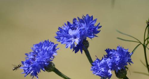 矢车菊花语与美丽情感（深入解读矢车菊的花语以及传递的情感）