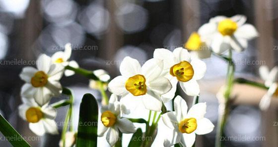 水仙花（探索水仙花的文化寓意与花语）