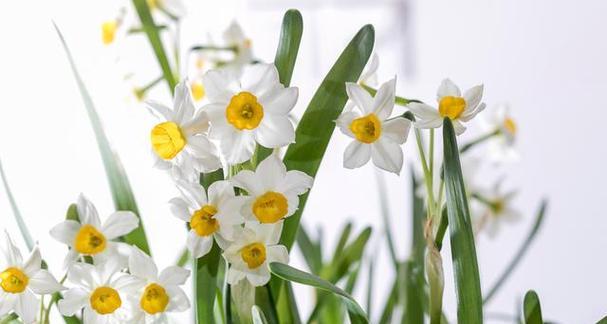 水仙花花语解析（绽放清香，寄托希望——水仙花的神秘花语）