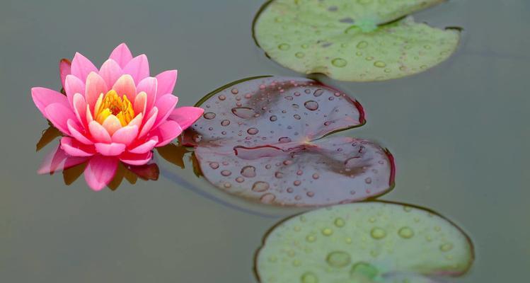 睡莲的花语与美丽的寓意（解读睡莲的花语，感悟生命的无尽可能）