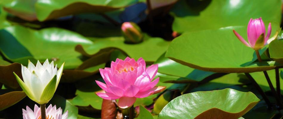 睡莲花语之美——花朵中的深情告白（探寻睡莲花语的奥秘，一窥花开的浪漫情愫）