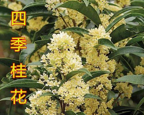 四季桂花（四季桂花的文化内涵与美好寄托）