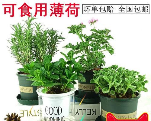 植物薄荷怎么养（详解薄荷养护知识）