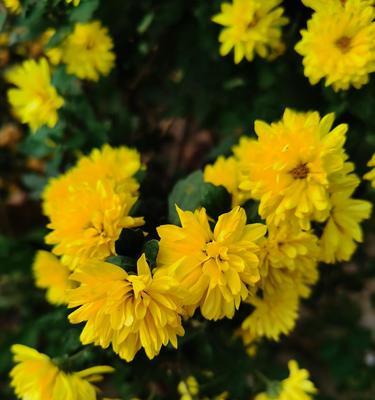 菊花的样子和特点（关于菊花的简单介绍）