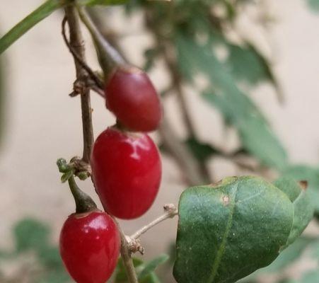 枸杞树怎么种植方法（枸杞树种植技术与管理）