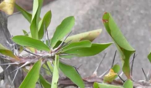 带刺的植物叫什么名字（盘点六种带刺的花）