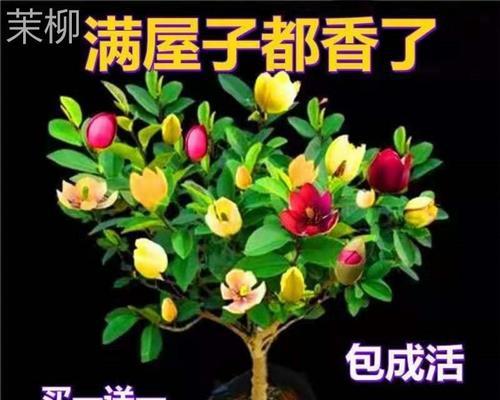 家养花期最长的花排名（适合家养的花推荐）