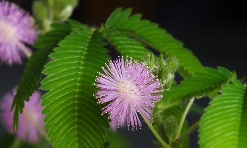 含羞草花怎么养殖（含羞草的正确养法）