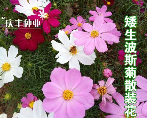 波斯菊花种子怎么种植（波斯菊种植方法和时间）