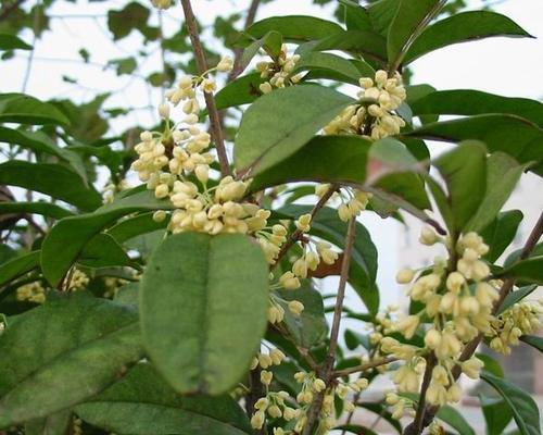 桂花的品种哪个（桂花的品种分类介绍）