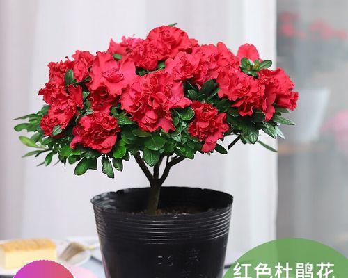 杜鹃花用什么土栽培好（杜鹃花土培养殖方法）