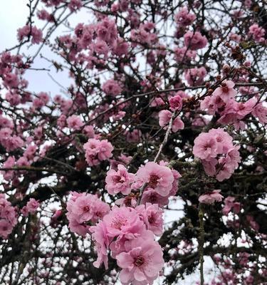 美人梅几月开花（观赏美人梅花期简介）