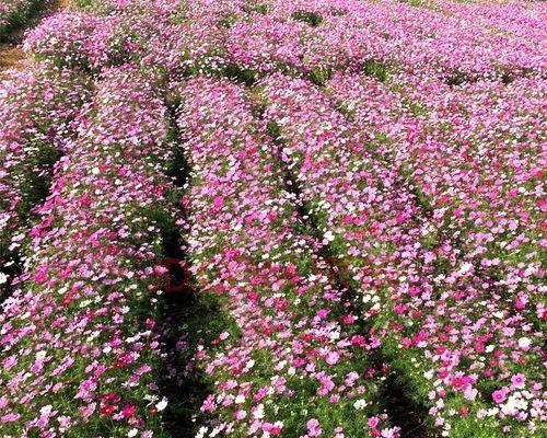 波斯菊花种子怎么种（波斯菊的种植和养护）