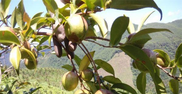 油茶怎么种植方法（详解油茶种植栽培技术）