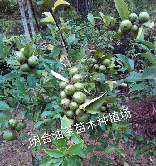 油茶怎么种植方法（详解油茶种植栽培技术）