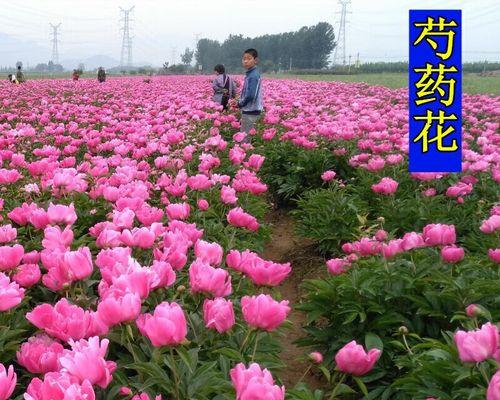 芍药怎么种植（芍药花种植时间和方法）