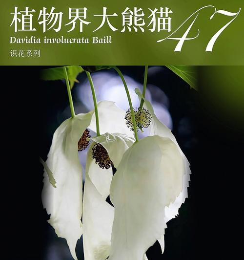 植物中的活化石有哪些书（常见活化石植物介绍）