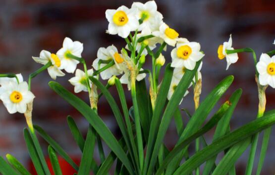 水仙花怎么种植方法（水培水仙花正确养法）