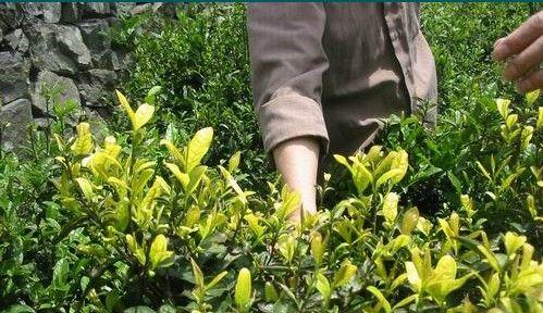 茶树品种有多少种（有关茶树的品种介绍）