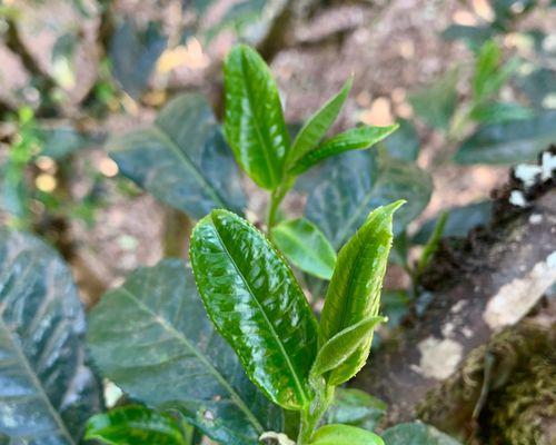 茶树品种有多少种（有关茶树的品种介绍）