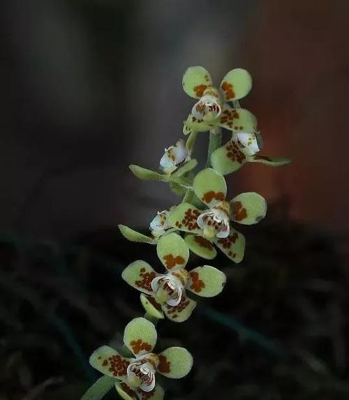 植物中的熊猫是什么（植物熊猫种类及名称）