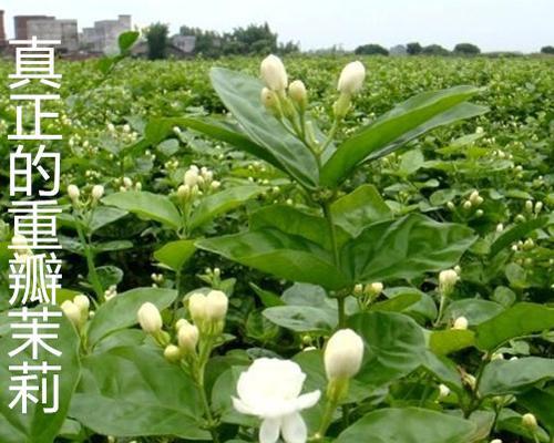 香味浓郁的花卉有哪些（室内养的花排名）