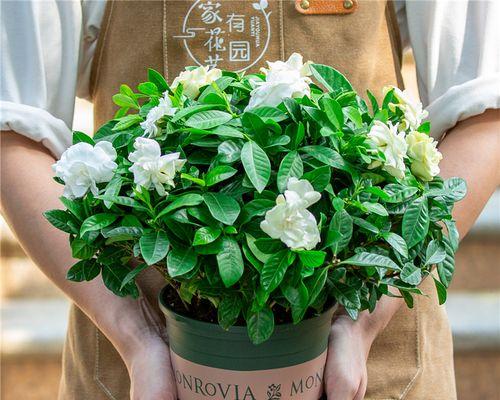 香味浓郁的花卉有哪些（室内养的花排名）