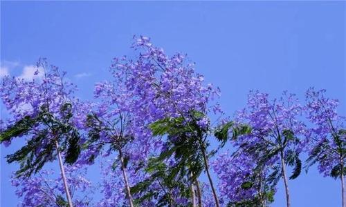 蓝花楹花期多长时间（有关蓝花楹简介及种植方法）