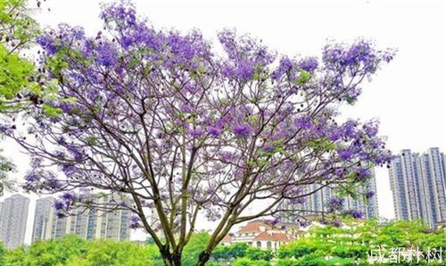 蓝花楹花期多长时间（有关蓝花楹简介及种植方法）