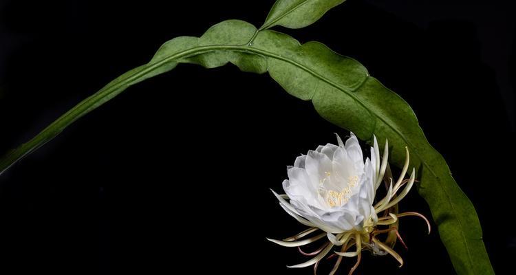 花语传情，迷迭香、蒲公英、昙花的美丽语言（鲜花绽放之间）