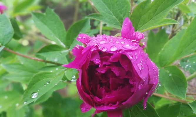 牡丹花（牡丹花语及其文化内涵）