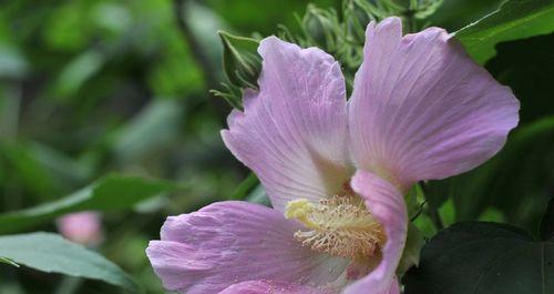 木芙蓉之美——花语的解读（探寻木芙蓉的花语之谜）