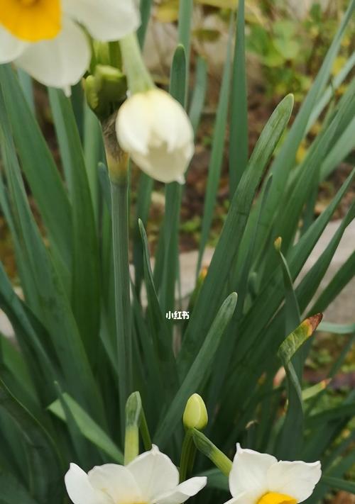 水仙花的各种颜色代表的含义（深入了解不同颜色水仙花的意义与象征）