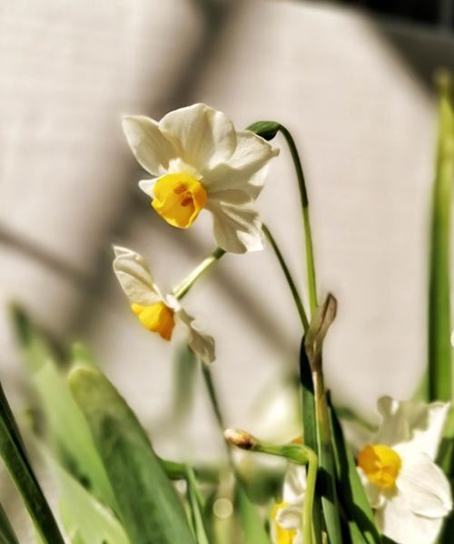 水仙花（水仙花的特点与象征意义）