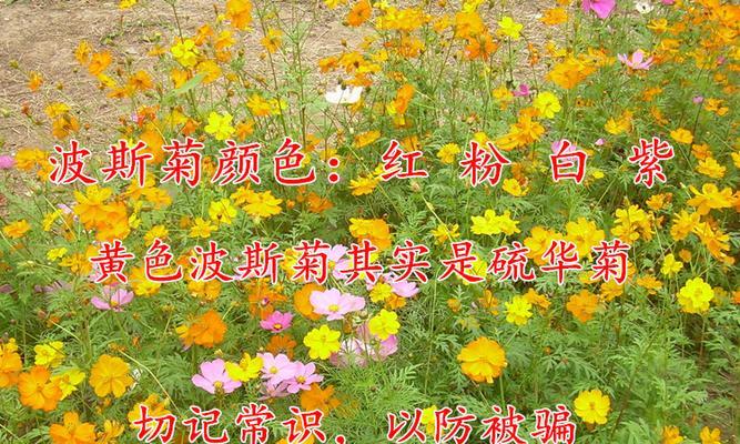 矮杆波斯菊花语（传递爱与祝福）