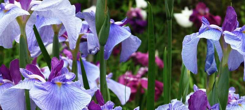 芭蕾舞兰花（优雅）