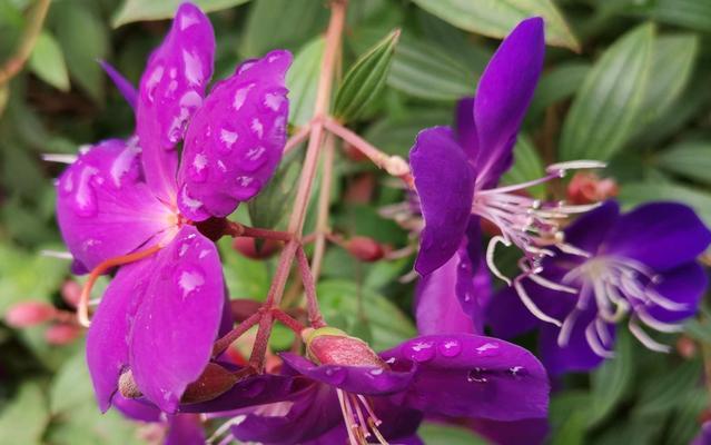 野牡丹花语（探寻野牡丹花语的深意）