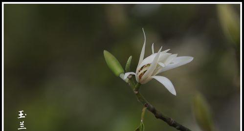 白兰花（寓意深远的白兰花花语与传说）