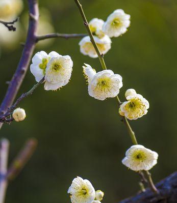 白梅花语——纯洁与坚韧的象征（白梅花的美丽与哲学寓意）